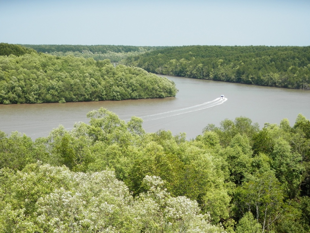 マングローブと川